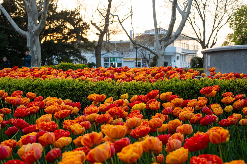A vibrant field of densely packed tulips in shades of red, orange, and yellow, arranged in clusters with some fully open blossoms and others partially closed, set against neatly trimmed green hedges. 