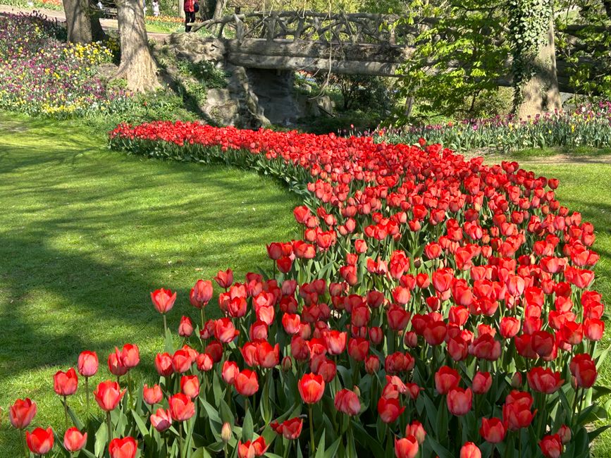 A vibrant outdoor scene in a garden with a densely packed bed of red tulips in the foreground, arranged in a gentle, flowing curve. The tulips have glossy green leaves and sturdy stems, with some peta