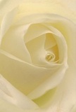 Stepping into the heart of this cream-white rose is like wandering down a quiet path just off Holland Park's main avenues, surrounded by calm and beauty. The image captures the delicate unfurl of each petal-soft, almost translucent, their velvety surface dusted by the faint promise of dew. Gentle shadows curl between layers, adding depth and serene drama. Everything here feels hushed and peaceful, the flower's tranquil white and blush-cream tones radiating a sense of comfort that suits both new beginnings and expressions of remembrance. You can almost trace the soft, spiraling shape with your own fingertips, feeling the artistry of a florist devoted to the details that make each arrangement personal and heartfelt. This bloom, so elegantly crafted, becomes a symbol of reverence and empathy-perfect for Holland Park residents seeking a pure, graceful statement delivered with care, whether for a loved one or to mark life's special moments.